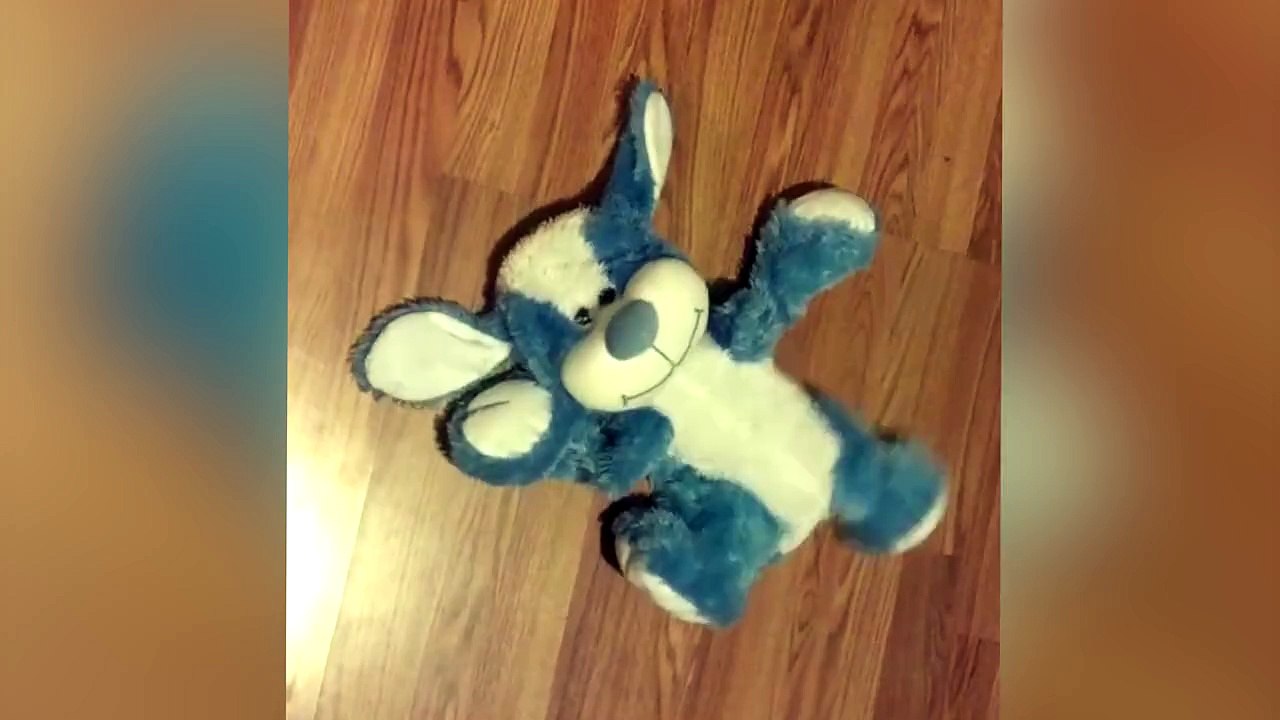 Une peluche possédée par le démon? Ah non c'est un furet!