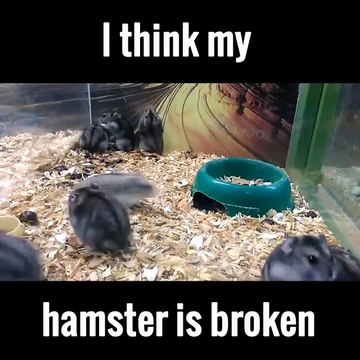 Hamster cassé. Trop marrant