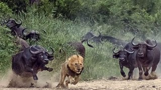 Lion vs Anaconda  _  Buffalo Kills Lion _ Buffalo Fight To Death