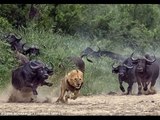 Lion vs Anaconda  _  Buffalo Kills Lion _ Buffalo Fight To Death