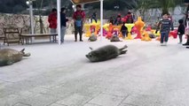 How seals move on land