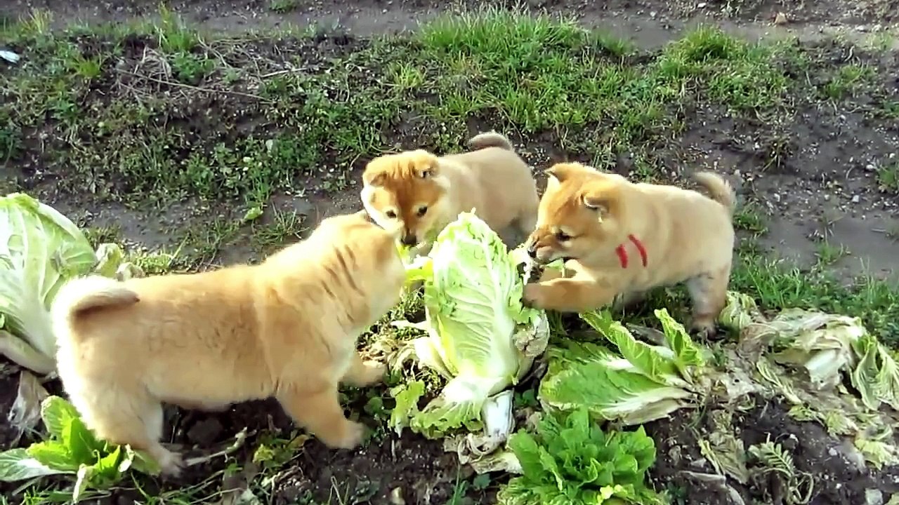 Cute Puppies Attack Cabbage
