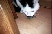 Vlekkie vangt een muis