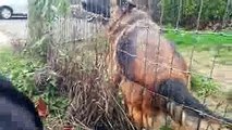German Shepherd VS Rottweiler Dominant Behavior of German Bred Guard Dogs