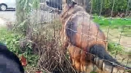 German Shepherd VS Rottweiler Dominant Behavior of German Bred Guard Dogs