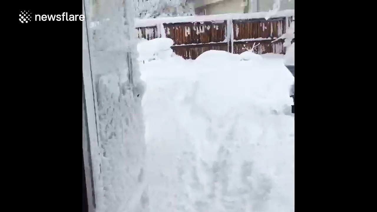 This Saint Bernard really loves the snow