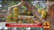 Forest Department Bans Sale of Jackfruit in Roadside at Nilgiris - Thanthi TV