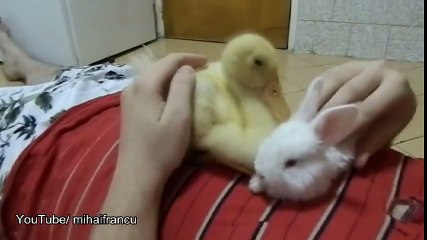 Duckling Meets Bunny