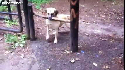 Funny and cute dog fails compilation 2014 - Dogs with sticks version