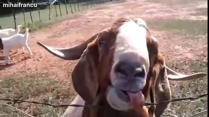 Funny Animals Making Funny Sounds And Noises Compilation 2014 [NEW]