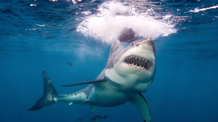 Top 10 Hunters In Animal Kingdom