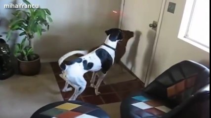 Funny Dogs Chasing Laser Pointers Compilation 2014 [NEW]
