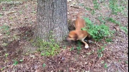 Funny Dogs Chasing Their Own Leash Compilation 2015 [NEW]