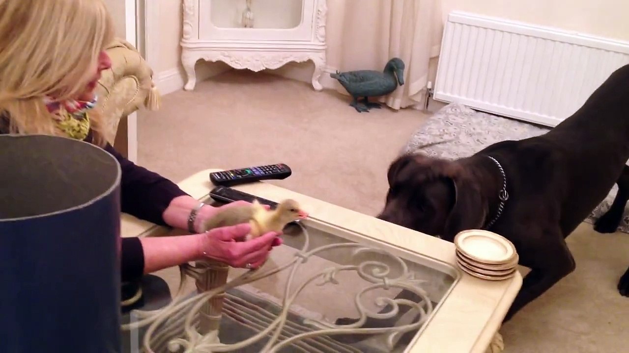 Les maîtres déposent une boîte devant leur chien…  Sa réaction est surprenante quand il voit le contenu