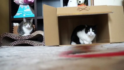 温度差のある二匹の猫 -Active Cat and Grumpy Cat-