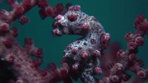 Absurd Creatures | The Pygmy Seahorse Is Pretty Much the Where’s Waldo of the Sea