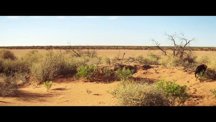 TRACKS - TRAILER (Mia Wasikowska, Adam Driver) [HD, 720p]