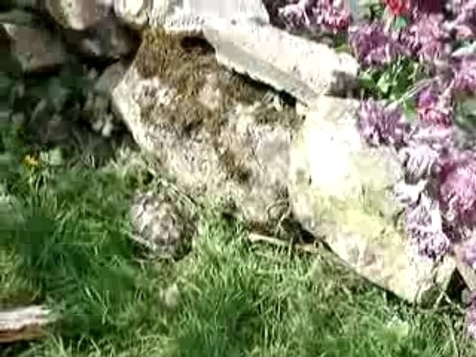 Tortue dans l'enclos