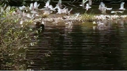 Habitat of the Orca Killer Whales & Sea Creatures 33