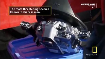 Great White shark Vs Killer Whale HD47