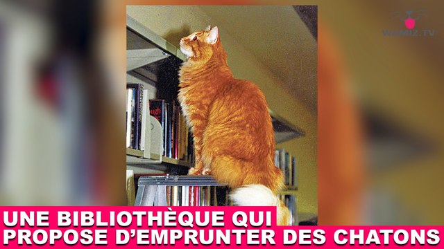 Une bibliothèque qui propose d'emprunter des chatons ! À découvrir dans la minute chat #168