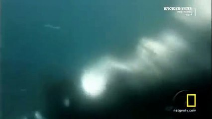 Great White shark Vs Killer Whale HD62