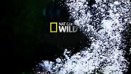 Great White shark Vs Killer Whale HD94