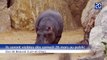 Hippopotames au Zoo de Beauval: Ouverture d'un enclos unique au monde