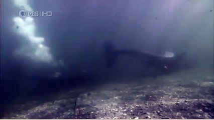 Habitat of the Orca Killer Whales & Sea Creatures 4