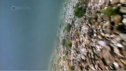 Habitat of the Orca Killer Whales & Sea Creatures 6