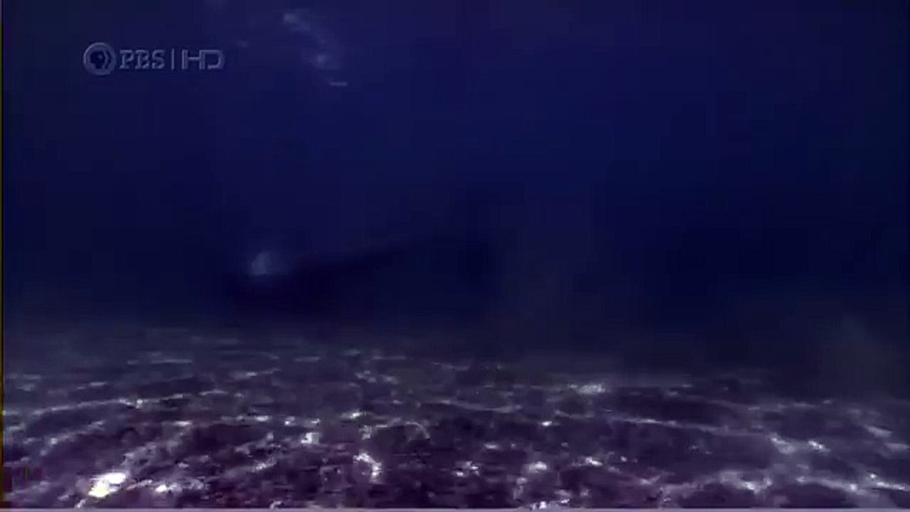 Habitat of the Orca Killer Whales & Sea Creatures 7