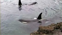Habitat of the Orca Killer Whales & Sea Creatures 10
