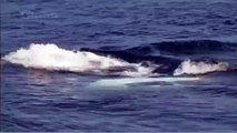 Habitat of the Orca Killer Whales & Sea Creatures 11