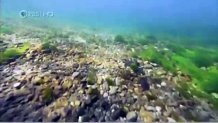 Habitat of the Orca Killer Whales & Sea Creatures 12