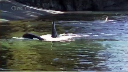 Habitat of the Orca Killer Whales & Sea Creatures 13