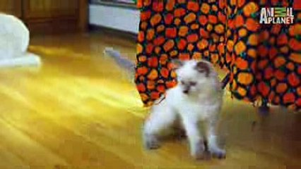 Kittens Befriend German Shepherd - Too Cute