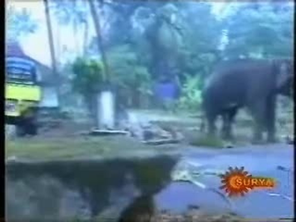 Danger éléphant ...