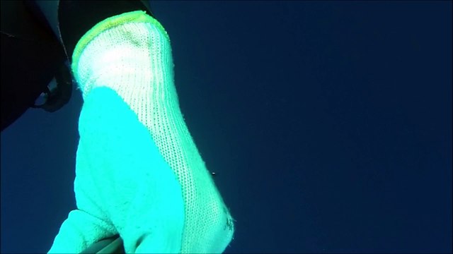 chasse sars sur epave