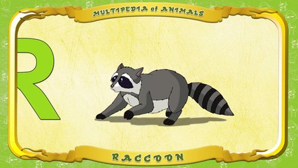 Multipedia of Animals Letter R Raccoon