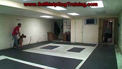 Cross Training a Schutzhund Dog to a Personal Protection Dog (K9-1.com)