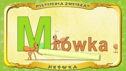 Multipedia Zwierząt. Litera M Mrówka