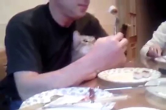 Наглый кот голодным не останется)))