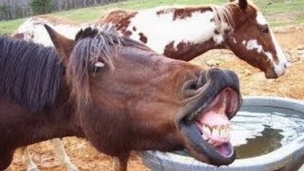 Animals screaming and making funny noises - Funny animal sound compilation PART 2