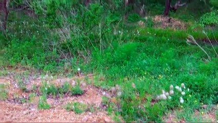 Good People Rescue Animals   2016 types of movies