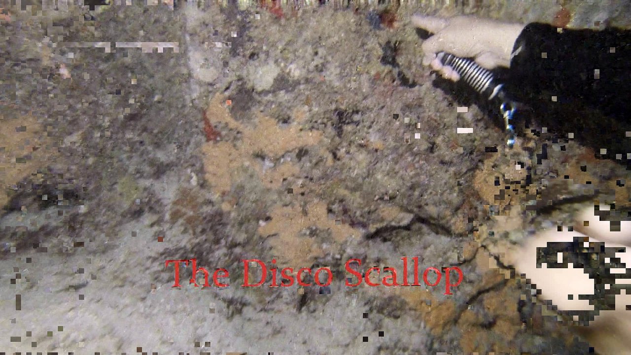 the Disco Scallop