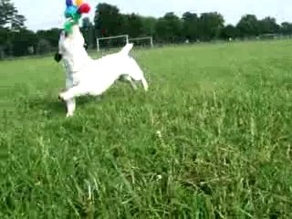 Mon jack russel Soléro!?!!