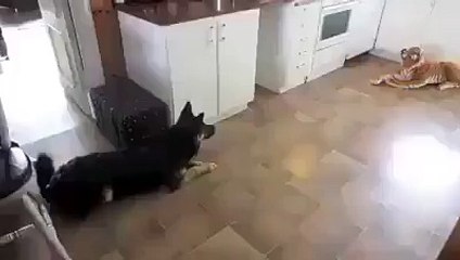 المعنى الحقيقي لتبقى الأسود أسود والكلاب كلاب