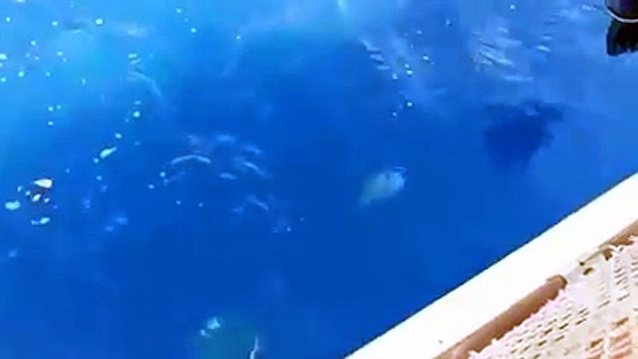 Kuşadası kocaman Antenli Mercan avı