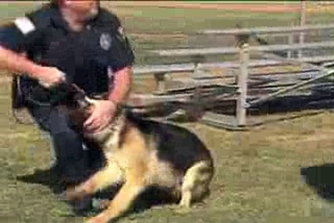 Untamed and Uncut- Attack Dog Bites Reporter