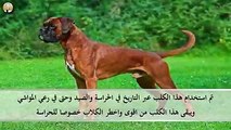 اخطر 10 كلاب في العالم باش تعرفوا كيفاه تتصرفوا معاهم